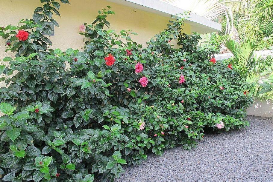 לה גולט Villa Des Frangipanes מראה חיצוני תמונה